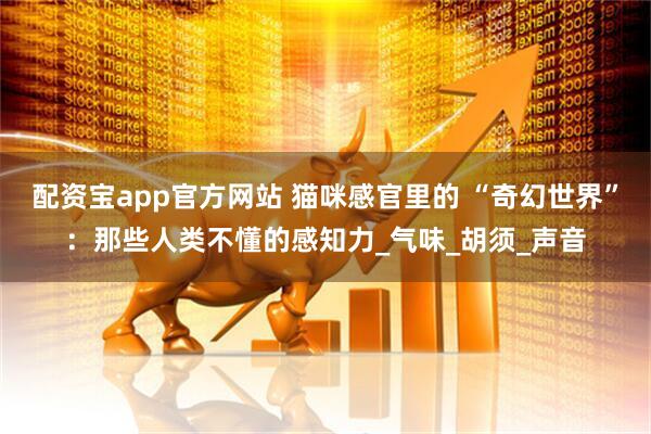 配资宝app官方网站 猫咪感官里的 “奇幻世界”:那些人类不懂的感知力_气味_胡须_声音